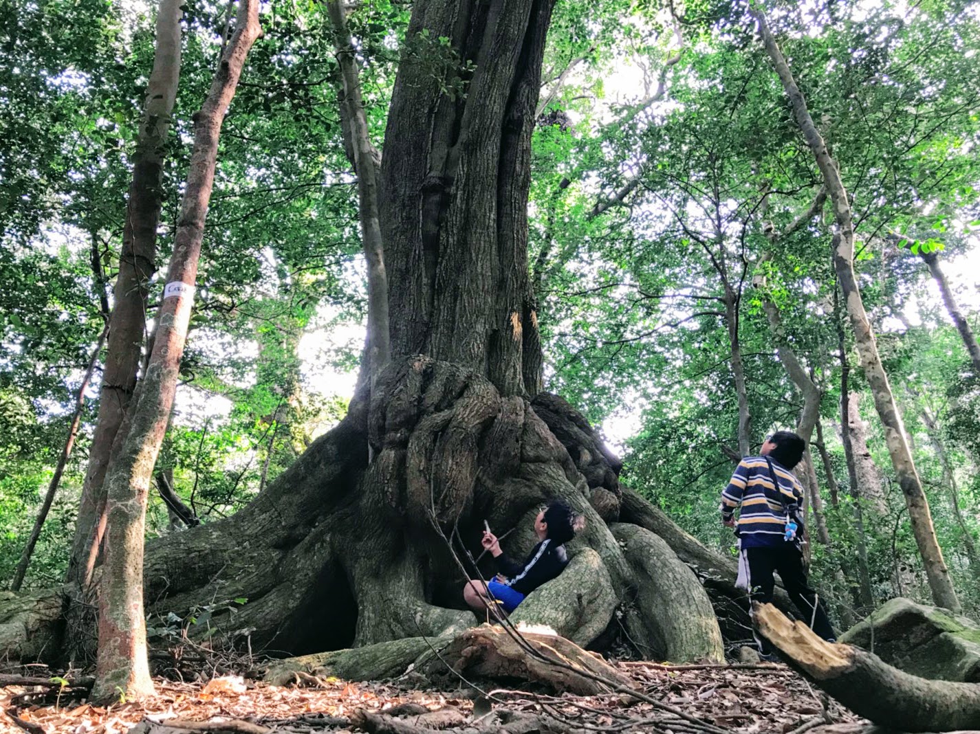 龍良山トレッキング 豆酘みかん狩り 対馬里山繋営塾